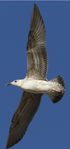 1cy fuscus in August, ringed in Finland. (81365 bytes)